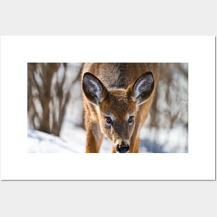 White-tailed Deer Posters and Art